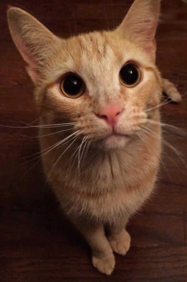 /Images/uploads/Humane Society of Utah/HSUCalendar/entries/1174thumb.jpg